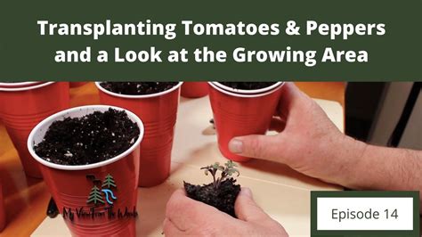 Transplanting Tomatoes And Peppers And A Look At The Growing Area Youtube