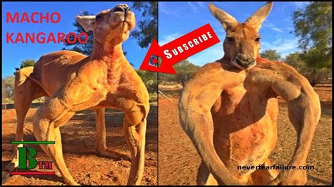 6 Ft 5 Inch Taller Macho Kangaroo Founded In Western Australia Bd Tech