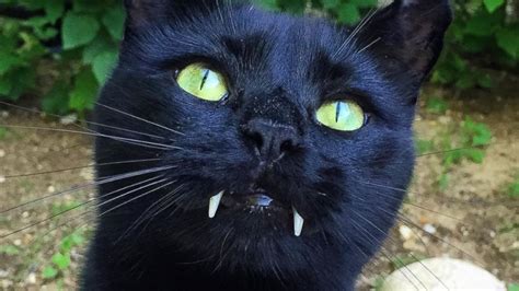 This question, typically rephrased as, how long will my cat (or dog, horse, etc.) live, is something veterinarians hear on a daily basis. Black Cat With Fangs Looks Just Like Dracula - ABC News