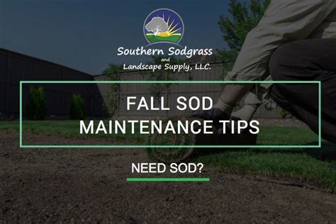 Fall Sod Maintenance Tips Southern Sodgrass