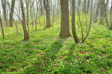 Free Images Tree Nature Lawn Meadow Sunlight Leaf Flower