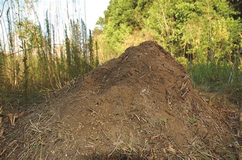 Fire Ant Nests Hills Mounds Range Of Fire Ant Habitats And Climates