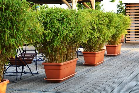 Screening Plants In Pots A Guide To Create Your Private Oasis