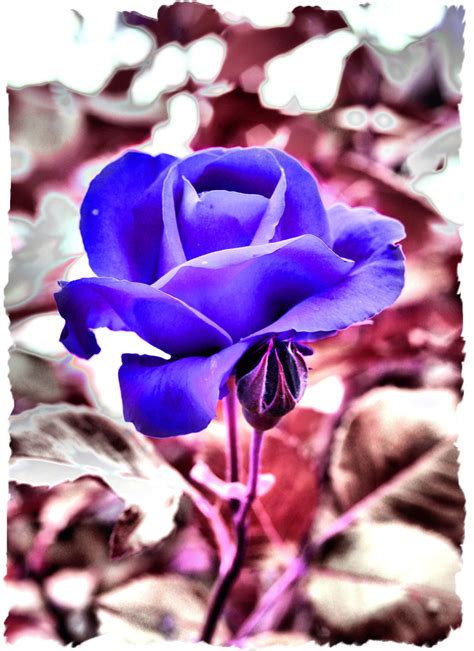 Blue Rose Enigmatic Representing Enchantment Mystery And Flickr