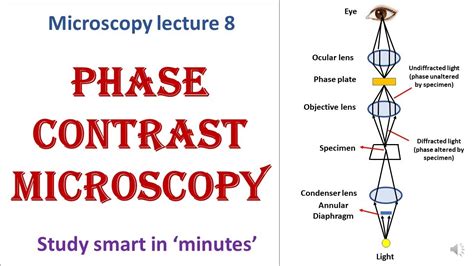 Phase Contrast Microscope Working Principle Advantages