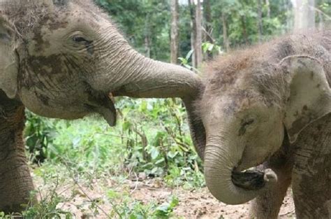 Der preis beträgt 118 € pro nacht vom 23. Amazing Kuala Gandah Elephant Sanctuary from Kuala Lumpur 2019