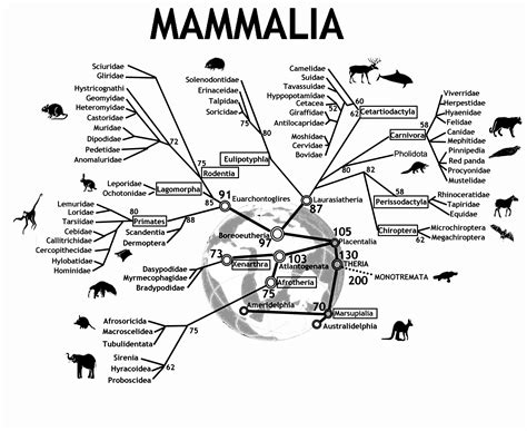 Filean Evolutionary Tree Of Mammalsjpeg Wikimedia Commons