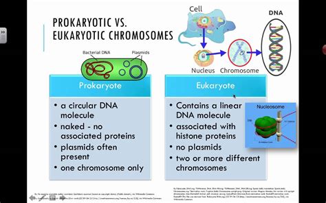 prokaryotic vs eukaryotic chromosomes easybiologyclass hot sex picture