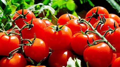 Quand Et Comment Planter Les Tomates Conseil Jardinage