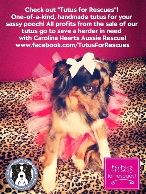 Check Out Tutusforrescues A Fundraising Page For Carolina Hearts Aussie