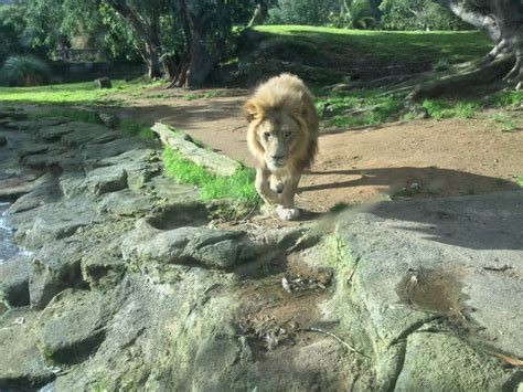 African Lion Panthera Leo Zoochat