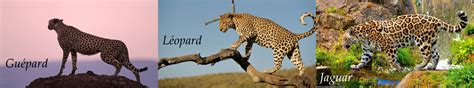 Fond Décran 5760x1080 Px Guepard Jaguar Léopard 5760x1080