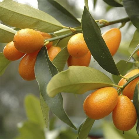 Liste De Fruits Orange Ooreka