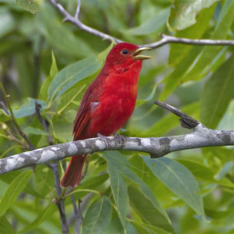Summer Tanager My Birds Photo Gallery Cloudy Nights