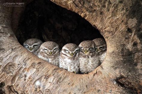 Sleepy Heads Spotted Owl Beautiful Owl Owl