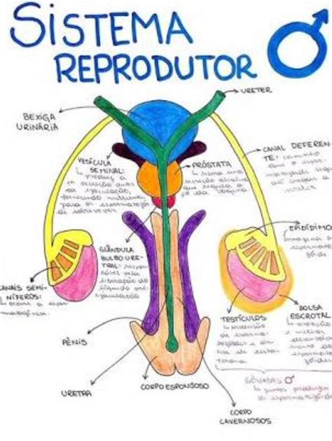 Sistema Genital Masculino Mapa Mental