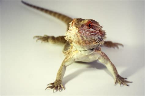 17 Pets You Can Legally Own That Look Like Dragons Pethelpful