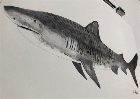 Watercolor Painting Tiger Shark Painting Tiger Shark Etsy