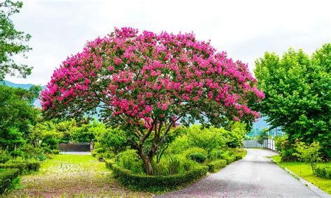 17 Gorgeous Flowering Trees In Texas Wiki Point