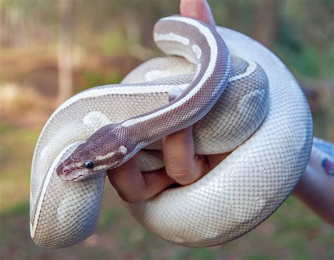 Most Expensive Royal Python Morphs