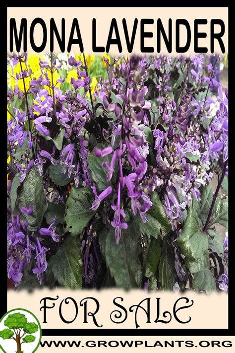 12 color dried flowers for nails art acrylic gel resin tip manicure small tiny. Mona lavender for sale - Grow plants