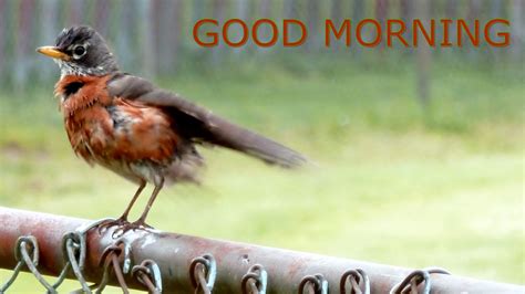 Good Morning Wishes With Birds Pictures, Images - Page 23