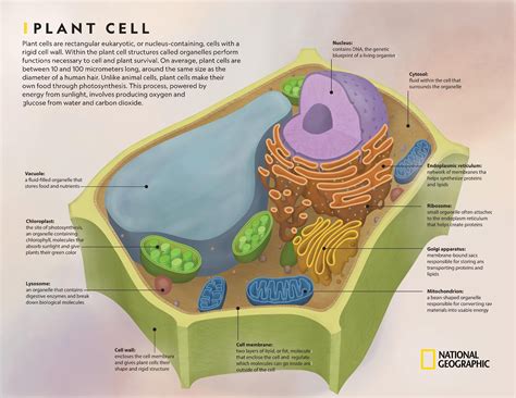 For example, animal cells do not animal cells are mostly round and irregular in shape while plant cells have fixed, rectangular shapes. Comparing Plant and Animal Cells | National Geographic Society