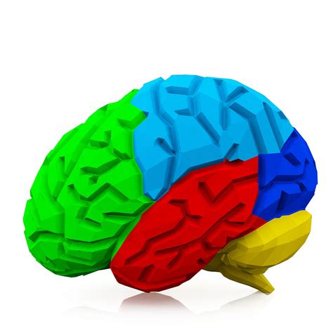 Multicolored Brain For Health Study Stock Photo | PowerPoint Shapes 