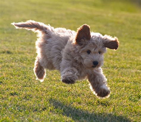 The annual cost or upkeep is often overlooked when determining. Labradoodle Puppy in Central Park, NYC. #puppies # ...
