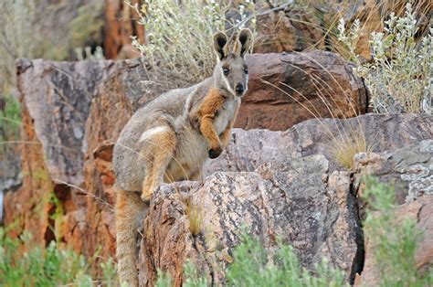 Wildlife Of Flinders Ranges South Australia