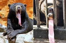 bear tongues