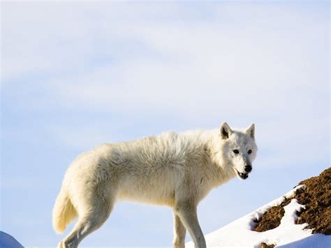 Arctic Wolf Arctic Wolf Wild Dogs Dogs Of The World