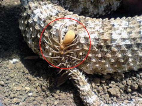 Spider Tailed Horned Viper Has Tail That Mimics Real Spider Is