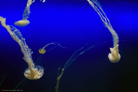 Jellyfish Jellyfish Underwater World Water Sea Ocean The