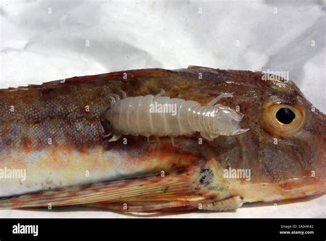 Marine Fish Disease Isopod Crustacean Parasite On Gurnard Triglidae