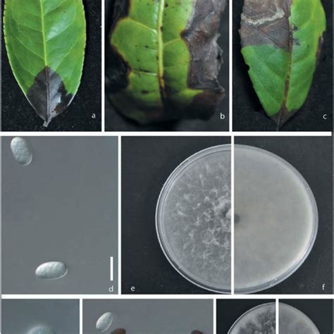 Colour Online A B C Natural Symptoms Of The Leaf Necrosis Caused