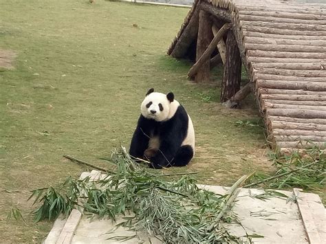 Su Lin Qingshen 2 Jd Pandas Flickr