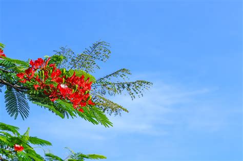 20 Free Red Phoenix And Phoenix Flower Photos Pixabay