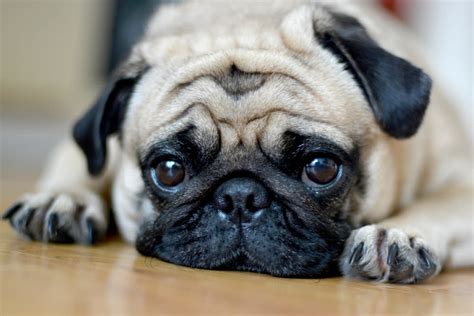 The Internet Is Collectively Crying For This Pug Longing For His Owner At Starbucks