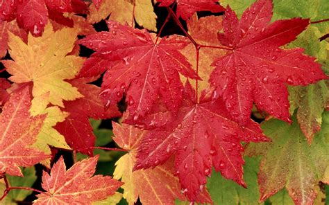 Foto Van Rode Herfstbladeren Mooie Leuke Achtergronden Voor Je