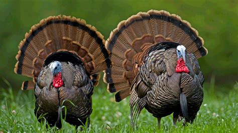12 Best Turkey Hunting States