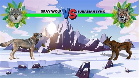 Gray Wolf Vs Eurasian Lynx Youtube