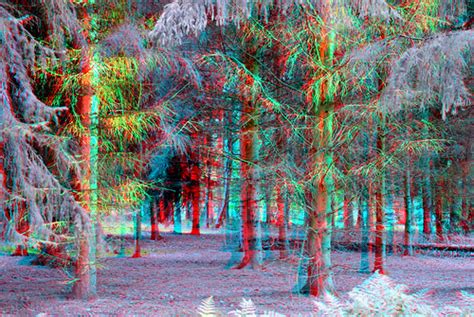 Forest In Chaam 3d Anaglyph Stereo Redcyan Wim Hoppenbrouwers Flickr