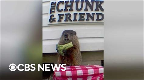 Groundhog Gets Caught Stealing On Security Camera Youtube