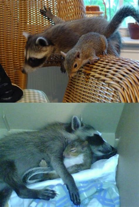 A Raccoon And Squirrels Friendship Inspires Redditors Childrens Book