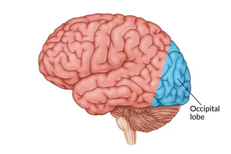 Occipital Lobe Of The Brain