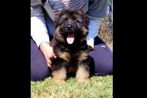 Texas Showline Gsd German Shepherd Dog Puppies For Sale Born On 09