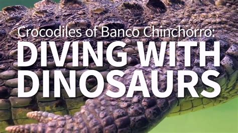 Wild Kingdom Crocodiles Of Banco Chinchorro Diving With Dinosaurs