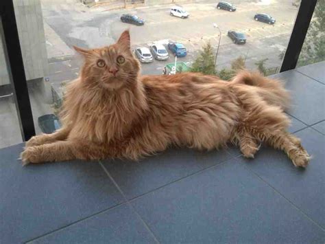 The Orange Maine Coon An Ultimate Guide