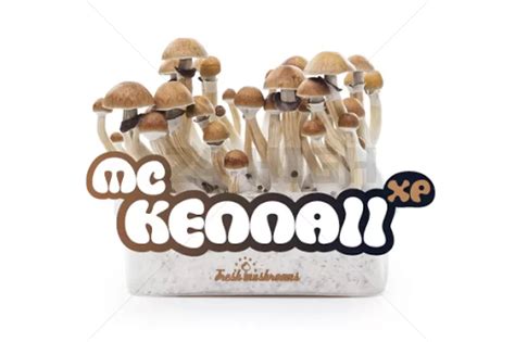100 Mycelium Magic Mushroom Growkit Mckennaii 24high
